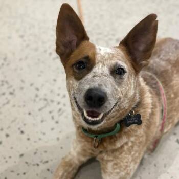 Australian Cattle Dog Blue Heeler and Cattle Dog Dogs Available for Adoption in Mount Vernon, Washington - Annabelle (Multnomah County, OR) | PetCurious