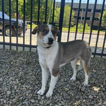Buddy -  Australian Shepherd Dog Available for Adoption in Buffalo, New York - Buddy | PetCurious