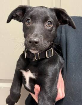 Labrador Retriever and Border Collie Dogs Available for Adoption in Littleton, Colorado - Smidge | PetCurious
