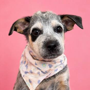 Muffin -  Australian Cattle Dog Blue Heeler Dog for Adoption in Mankato, Minnesota - Muffin | PetCurious