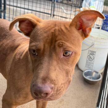 Lemon -  Mixed Breed Dog for Adoption in Lake Jackson, Texas - Lemon | PetCurious