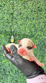 61181875 -  Mixed Breed Dog for Adoption in El Paso, Texas - 61181875 | PetCurious