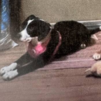 Lady -  Dachshund and Mixed Breed Dog for Adoption in Tampa, Florida - Lady | PetCurious