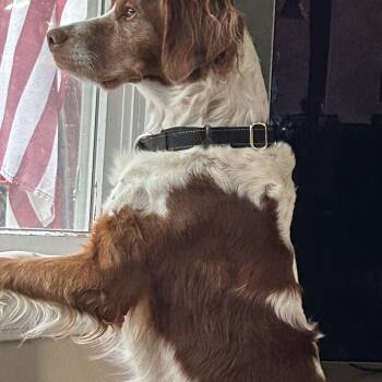 Bodhi -  Brittany Spaniel Dog for Adoption in Marion, Massachusetts - Bodhi | PetCurious