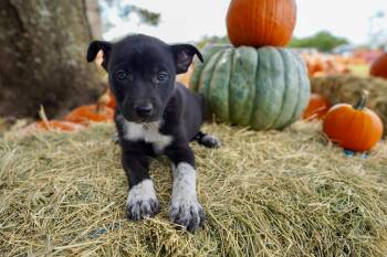 Trumpet -  Labrador Retriever Dog for Adoption in San Antonio, Texas - Trumpet | PetCurious