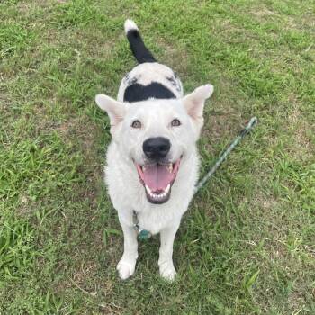 Elvis -  Border Collie and Labrador Retriever Dog for Adoption in Boerne, Texas - Elvis | PetCurious