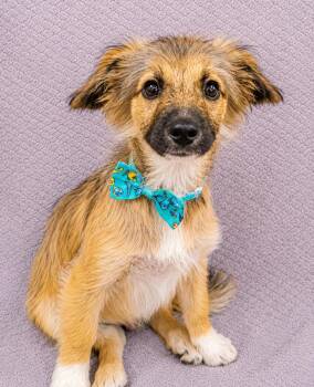 Mr. Pickles -  Spaniel and Chihuahua Dog for Adoption in Lodi, California - Mr. Pickles | PetCurious