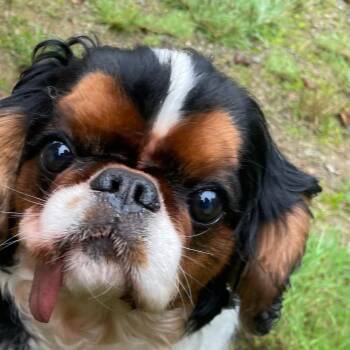 Beautiful Besties -  English Toy Spaniel Dog for Adoption in La Center, Washington - Beautiful Besties | PetCurious