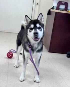 Sakari -  Husky and Shar Pei Dog for Adoption in Clayton, New Jersey - Sakari | PetCurious