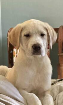 Labrador Retriever and Great Pyrenees Dogs Available for Adoption - Liam (in Foster - By Appointment Only) | PetCurious