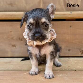 Rosie -  Chihuahua Dog for Adoption in St. Catharines, Ontario - Rosie | PetCurious