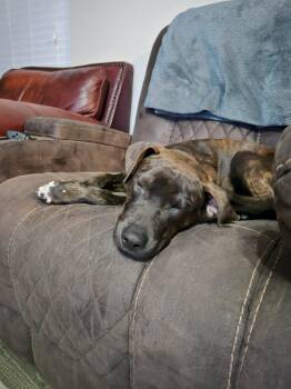 American Staffordshire Terrier Dogs Available for Adoption - Wemby  | PetCurious