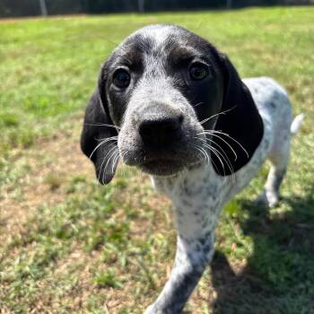 Ahsoka -  Mixed Breed Dog Available for Adoption in Roxboro, North Carolina - Ahsoka | PetCurious