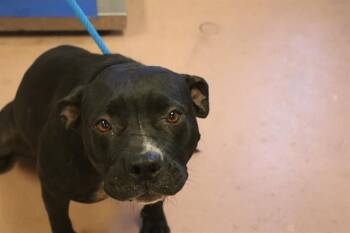 Rescue Mixed Breed Dogs for Adoption in Columbia, South Carolina - MABELINE | PetCurious