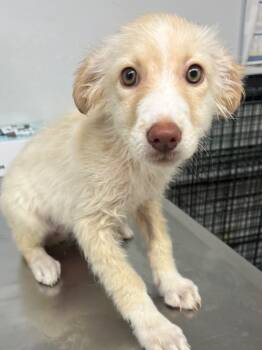 Rescue Mixed Breed Dogs for Adoption in Lockhart, Texas - Sally | PetCurious