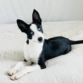 Togo the Great -  Basenji and Siberian Husky Dog for Adoption in Burlington, North Carolina - Togo The Great | PetCurious