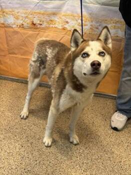 RYLO -  Siberian Husky Dog for Adoption in Doral, Florida - RYLO | PetCurious