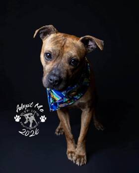 Pit Bull Terrier Dogs Available for Adoption in Troy, Michigan - Sherman | PetCurious