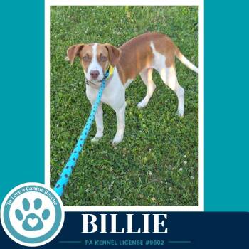 Billie 062026 -  Beagle Dog for Adoption in Kimberton, Pennsylvania - Billie 062026 | PetCurious