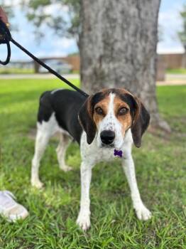 Saylor -  Beagle and Hound Dog for Adoption in Aiken, South Carolina - Saylor | PetCurious