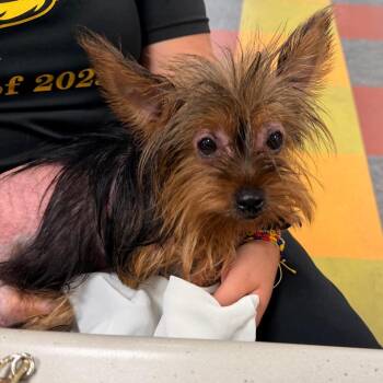 Sadie -  Yorkshire Terrier Dog for Adoption in Philadelphia, Pennsylvania - Sadie | PetCurious