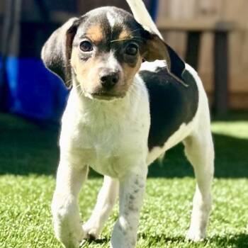Bingo -  Jack Russell Terrier and Beagle Dog for Adoption in La Grange, Kentucky - Bingo | PetCurious