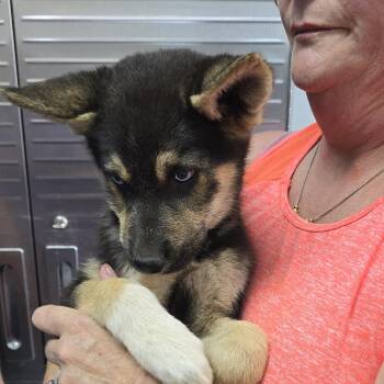 Darwin 26-0555 -  Shepherd Dog for Adoption in Yanceyville, North Carolina - Darwin 26-0555 | PetCurious