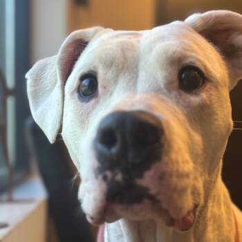 Rescue Mixed Breed Dogs for Adoption in Walker, Michigan - Maisley | PetCurious