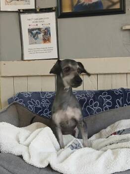 Calvin -  Cockapoo Dog for Adoption in Fort Worth, Texas - Calvin | PetCurious