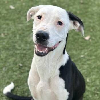 Rookie -  Great Dane Dog for Adoption in Red Bluff, California - Rookie | PetCurious