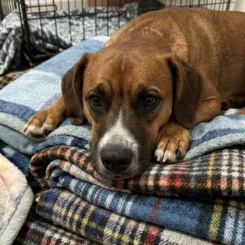 Haven -  Cocker Spaniel and Pit Bull Terrier Dog for Adoption in Tonopah, Arizona - Haven | PetCurious