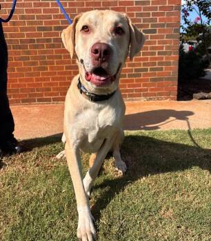 Frog -  Labrador Retriever and Great Dane Dog for Adoption in Stillwater, Oklahoma - Frog | PetCurious