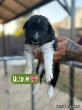 Meadow -  Akita Dog for Adoption in Lodi, California - Meadow | PetCurious