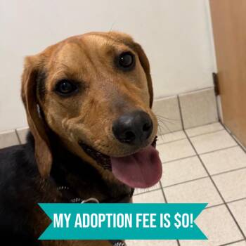 Aster -  Mixed Breed Dog for Adoption in Charleston, West Virginia - Aster | PetCurious