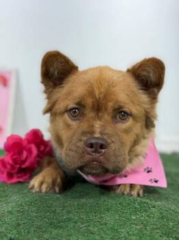 Brie-One of our Amazing Rescue Dogs -  Chow Chow and Golden Retriever Dog for Adoption in Carlsbad, California - Brie-One Of Our Amazing Rescue Dogs | PetCurious