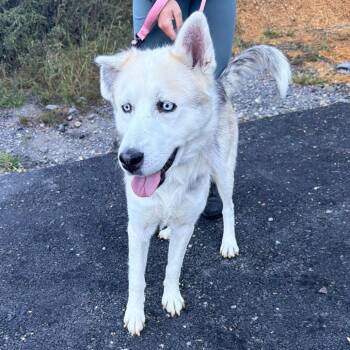 Chip -  Husky and Mixed Breed Dog for Adoption in Wappingers Falls, New York - Chip | PetCurious