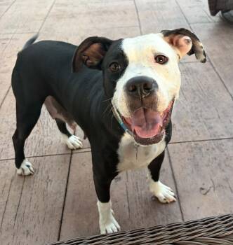Luna -  Labrador Retriever and Staffordshire Bull Terrier Dog for Adoption in St. Peters, Missouri - Luna | PetCurious