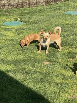 Rescue Border Terrier Dogs for Adoption in West Richland, Washington - Duke | PetCurious