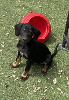 Labrador Retriever and Hound Dogs Available for Adoption in Brownstown, Indiana - Willow | PetCurious