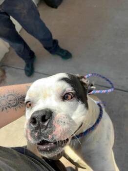 American Bulldog and Mixed Breed Dogs Available for Adoption in Severance, Colorado - Bugsy | PetCurious