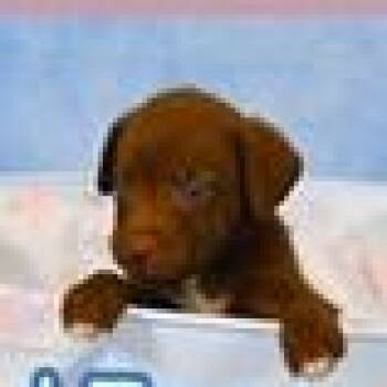 Labrador Retriever and Mixed Breed Dogs Available for Adoption in Tampa, Florida - Delta | PetCurious
