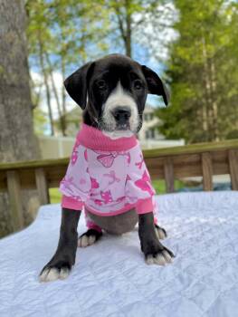 Pit Bull Terrier and Labrador Retriever Dogs Available for Adoption in Levittown, New York - Dijon | PetCurious