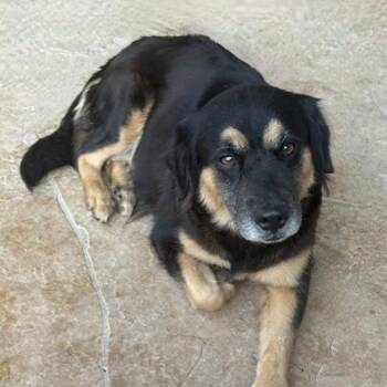 Australian Shepherd Dogs Available for Adoption - SUZIE | PetCurious