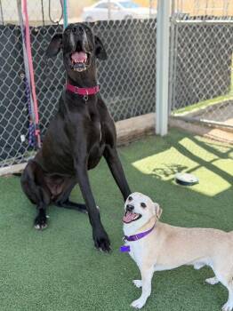 Gopher -  Chihuahua Dog for Adoption in Fruit Heights, Utah - Gopher | PetCurious