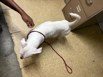 Body Builder -  Mixed Breed Dog for Adoption in Cincinnati, Ohio - Body Builder | PetCurious