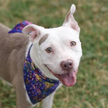 LOTTO -  American Staffordshire Terrier Dog for Adoption in San Antonio, Texas - LOTTO | PetCurious