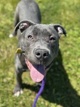 Cyrus -  Pit Bull Terrier Dog Available for Adoption in Cleveland, Ohio - Cyrus | PetCurious