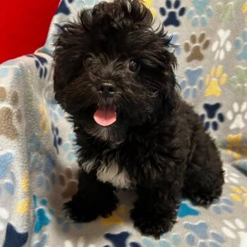 Onyx -  Poodle Dog for Adoption - Onyx | PetCurious