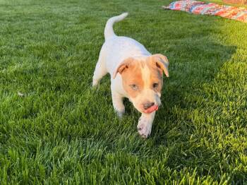 Boxer and Pit Bull Terrier Dogs Available for Adoption in Oswego, Illinois - Marshall  | PetCurious