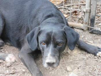 Rescue Black Labrador Retriever Dogs for Adoption in Millerstown, Pennsylvania - PATRIOTS | PetCurious